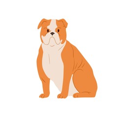 Portrait of angry English bulldog with wrinkled face. Serious British purebred bull dog with short hair and folded skin. Muscular doggy. Colored flat vector illustration isolated on white background