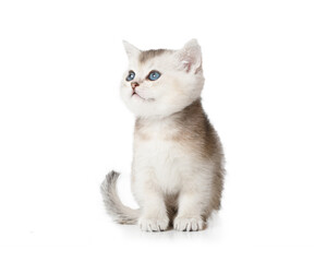 Sweet Scottish kitten with blue eyes looks up somewhere
