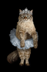 Funny Siberian cat dressed in a ballet tutu with a diadem on its head