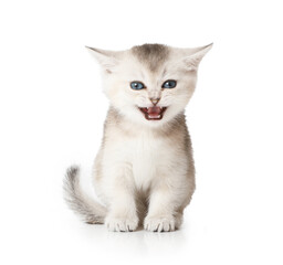 Scottish kitten meows sitting against white background