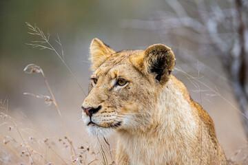 A young lion walking through the grass in the bush