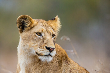 A young lion walking through the grass in the bush