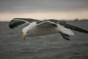 Seagull over the deck of a catamaran in Valwis Bay of Namibia, Southern Africa...