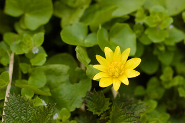 Yellow flower in the meadow on a spring day. 2
