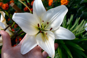 Lily close-up on the palm. Flowers of varietal white lily during the flowering period. Beautiful flowering garden shrubs blooming in summer.