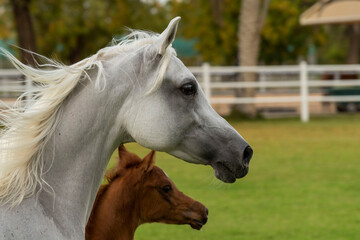 Arabian Horse in Stable 