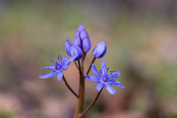 Scilla bifolia, the alpine squill or two-leaf squill, is a herbaceous perennial plant of the family Asparagaceae. Art photo of the early flowering plant Scilla bifolia, the alpine squill