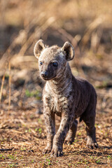 Hyena cub plays near the entrance to its den in South Africa