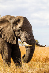 Fototapeta na wymiar Lone African elephant bull walks through the dry savannah