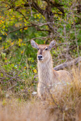 Female common waterbuck walking through the vegetation in South Africa