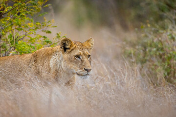 A young lion walking through the grass in the bush