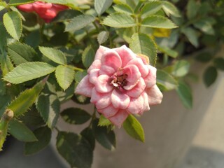 Pink Button Rose Flower