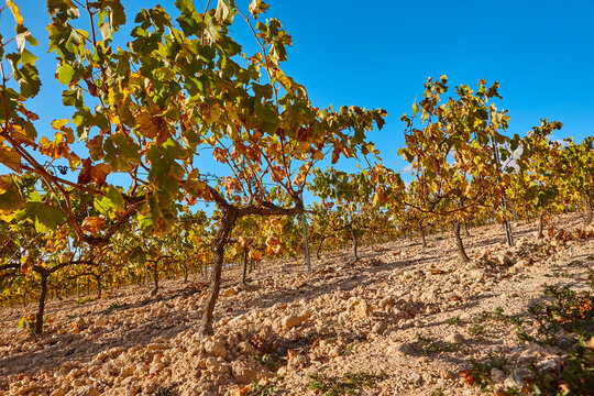 Vineyards plantation in Utiel Requena. Harvest time. Spanish viticulture