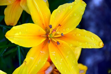 Lily flower close up. Varietal yellow lily during flowering. Beautiful flowering garden shrubs blooming in summer.