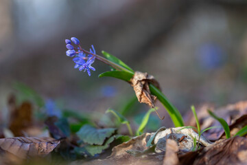 Scilla bifolia, the alpine squill or two-leaf squill, is a herbaceous perennial plant of the family Asparagaceae. Art photo of the early flowering plant Scilla bifolia, the alpine squill