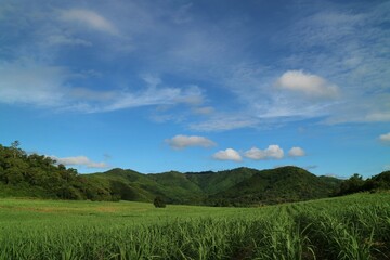 Country side view with sugar cane in the cane fields with mountain background. Nature and agriculture concept.