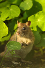 rat in garden