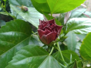 Red Hibiscus Flower