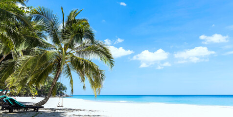 Summer with Palm trees as the tropical beach and Sunny day white sand background