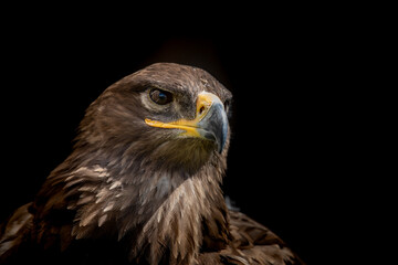 Obraz premium Eagle head