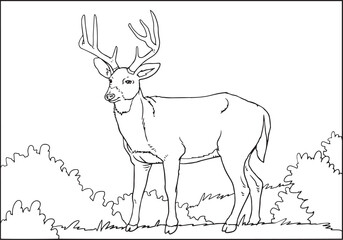 Hand drawn deer. Sketch isolated.