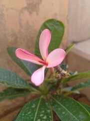 Pink  Plumeria Flower