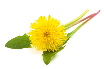 Dandelion leaves  with flower