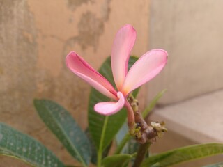Pink  Plumeria Flower