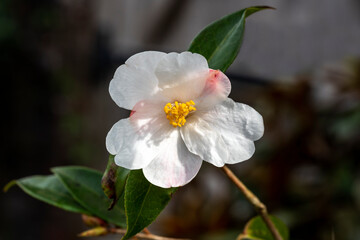Obraz na płótnie Canvas Camellia 'Cornish Snow' (saluensis x cuspidata) a winter spring flowering shrub plant with a white springtime flower, stock photo image