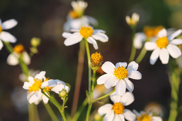 Fototapeta na wymiar Bidens pilosa flower close up or white spanish needle macro blooming in garden with sunshine morning background