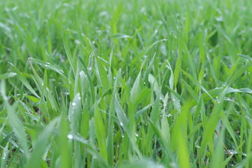 The congregation is sprouting in the field