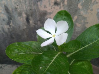 White Periwinkle Flower