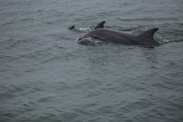 Fototapeta premium Dolphins swimming around a catamaran in Valwis Bay of Namibia, Southern Africa...