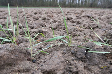 The congregation is sprouting in the field