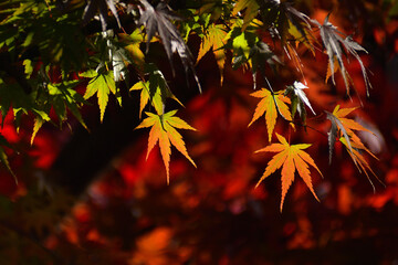 和風民家と紅葉