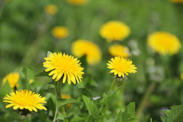Dandelions in the grass. Yellow dandelion flower. Green grass. Close-up. Spring Green. Spring mood