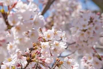 桜(cherry blossom)