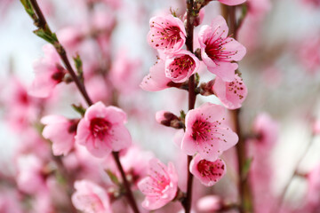 Beautiful cherry blossom sakura in spring time over blue sky.Cherry blossom in full bloom