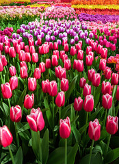 Beautiful Dutch tulips blooming in spring