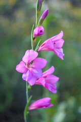 Fototapeta premium Gladiolus italicus Flower