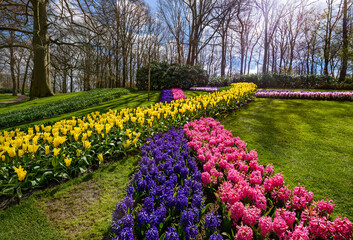 Beautiful Dutch tulips and hyacinths blooming in spring