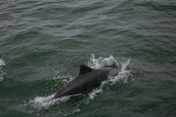 Naklejka premium Dolphins swimming around a catamaran in Valwis Bay of Namibia, Southern Africa...