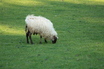 sheeps grazing in a meadow