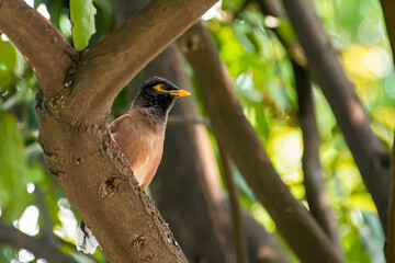 A glorified bird perched on a large branch.
