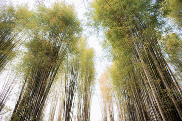 Bamboo tree with sky.