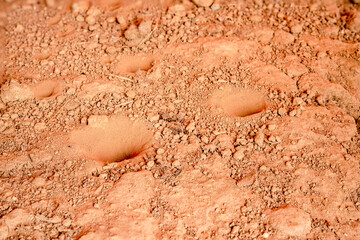 Trap for the prey of the elephant insect