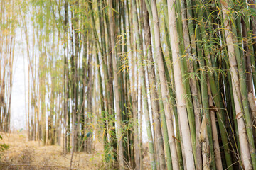 Bamboo tree with sunlight.