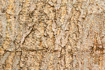 The skin of the bark