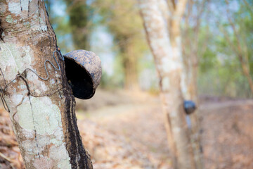 Old of bowl on rubber tree.