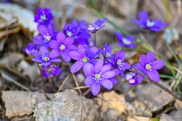 blue anemone in bloom in Kumla Sweden
